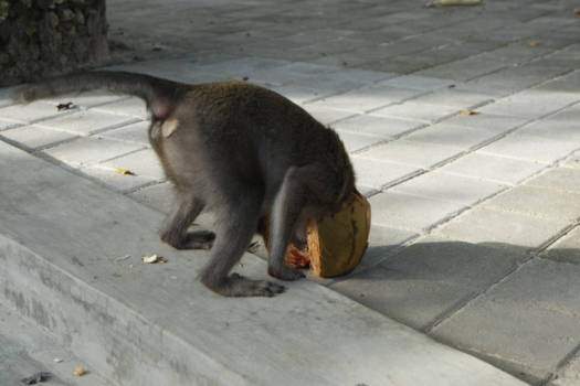 Bali - Monkey see, monkey peek-a-boo