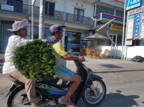 Bali - Het leven in indonesie