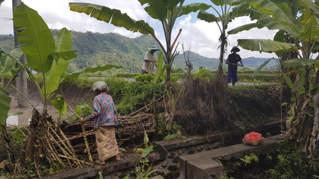 Bali - Rijstvelden