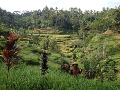 Bali - Bali, tegalalang.