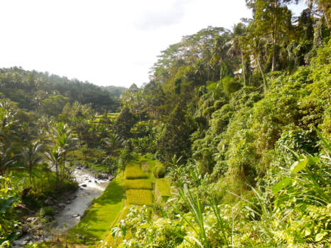 Ubud - Tekstvelden Ubud