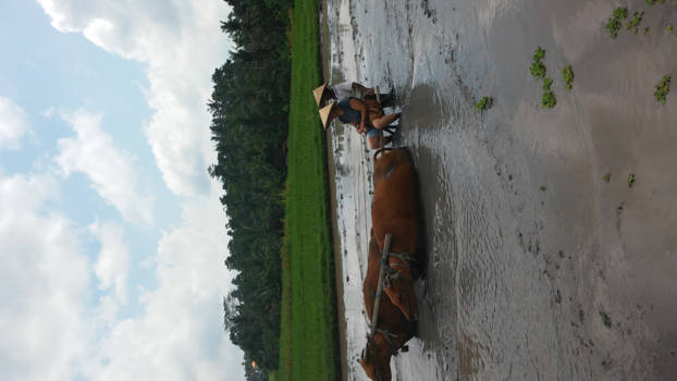Bali - Farming in Tunjur village