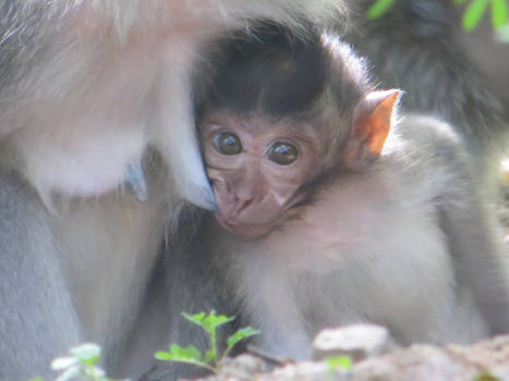 Bali - Dorstig aapje