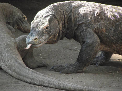 Komodo - Komodo dragons ready to mate