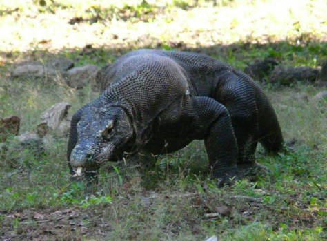 Kleine Soenda-eilanden - Op avontuur bij de draken