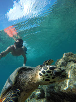 Gili-eilanden - Swimming with turtles!