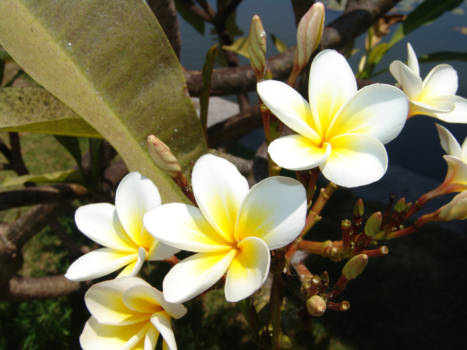 Bali - de bloemen van Bali