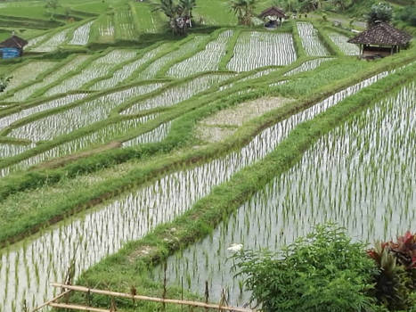 Bali - De prachtige rijstvelden