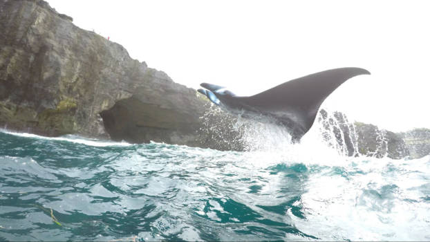 Nusa Penida - uit het water springende manta