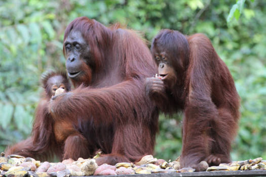 Kalimantan - Moeder Orang Utan met twee kinderen, Tanjung Puting
