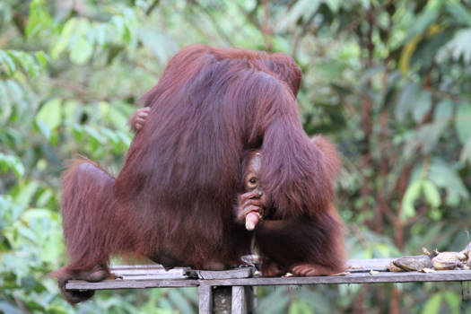 Kalimantan - Nieuwsgierig Aagje