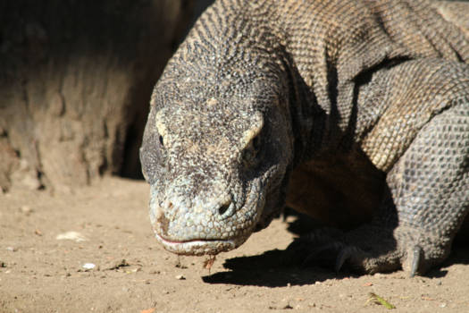 Komodo - Aaibaarheidsfactor 0.0!