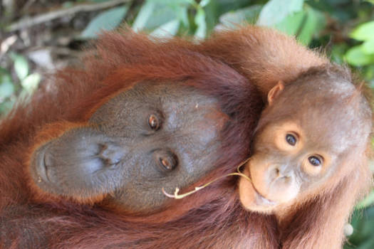 Kalimantan - Moeder orang utan en haar kind, Tanjung Puting