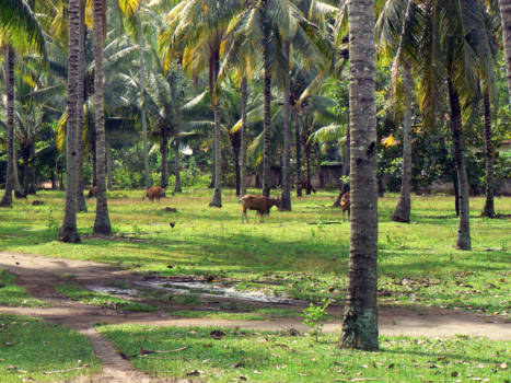 Lombok - kampung Duduk