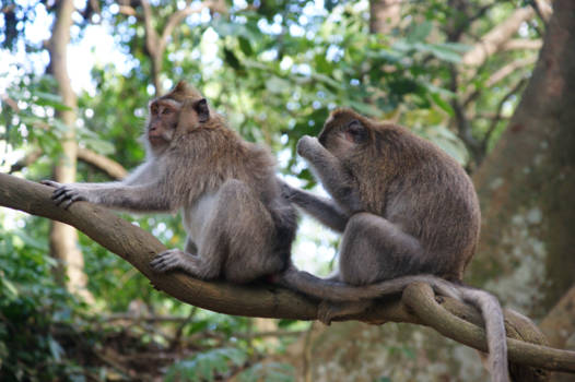 Bali - Monkey Forest 'FF vlooien'