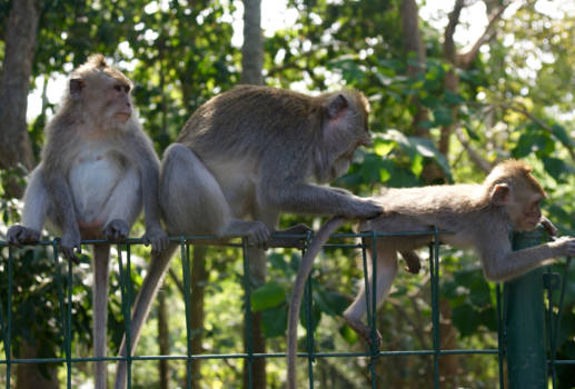 Bali - Monkey Forest