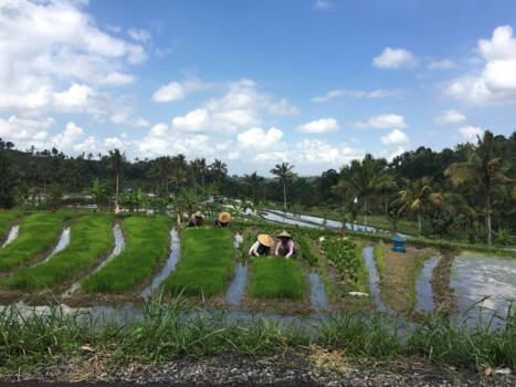 Sanur - Rijstvelden