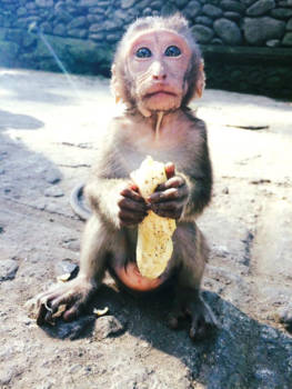 Bali - Een aap die wel bananen eet!