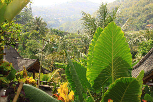 Java - nattuur sensatie.