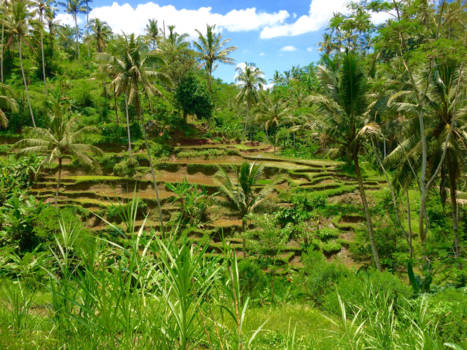 Goa Gajah - green dream