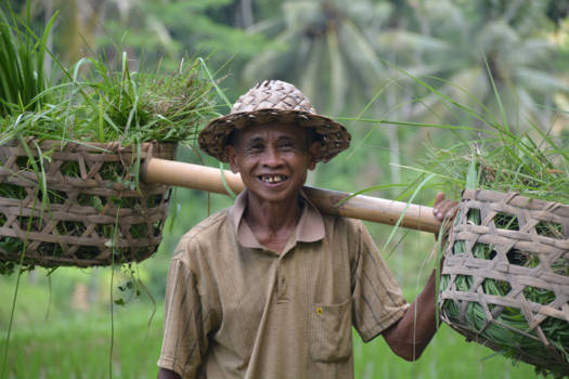 Bali - Werken op de rijstvelden