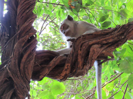 Lombok - Lombok in de Jungle