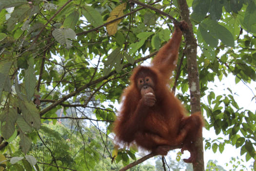Sumatra - Orang Oetans spotten in Bukit Lawang