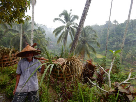 Bali - Rijstvelden Bali