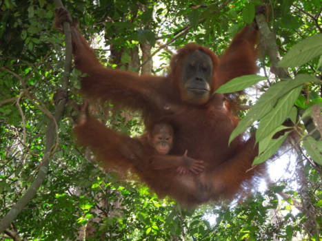 Sumatra - Bukit Lawang