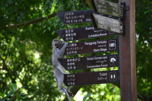 Bali - just hanging - 'lekker' de weg wijzen