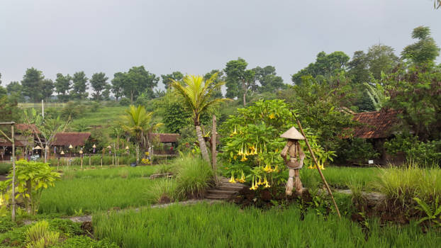 Java - Kampung View
