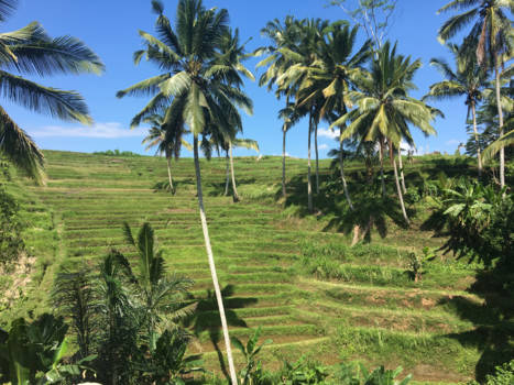 Bali - Sawa's in Ubud