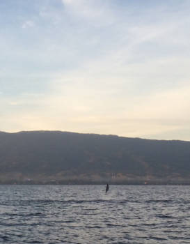 Bali - Dolphinsplash @ lovina