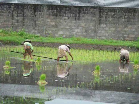 Yogyakarta - Rijstplukkers
