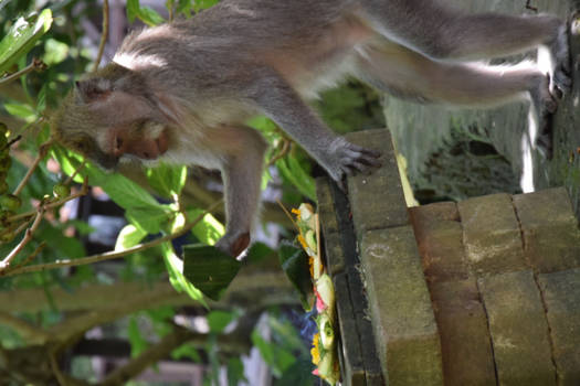 Bali - Monkey business...offers zijn om op te eten