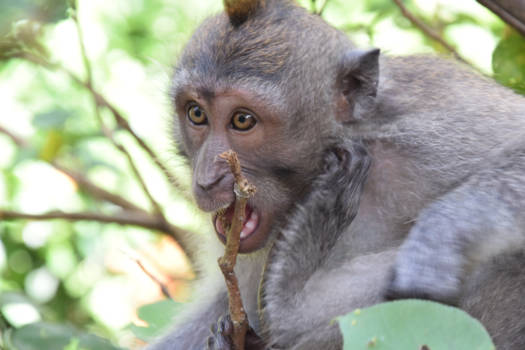 Bali - Monkey business...Bij gebrek aan tandenborstel.