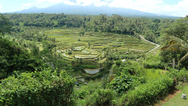 Bali - De mooie prachtige rijstvelden van Ubud. Natuur wat je nergens anders ziet dan Bali.