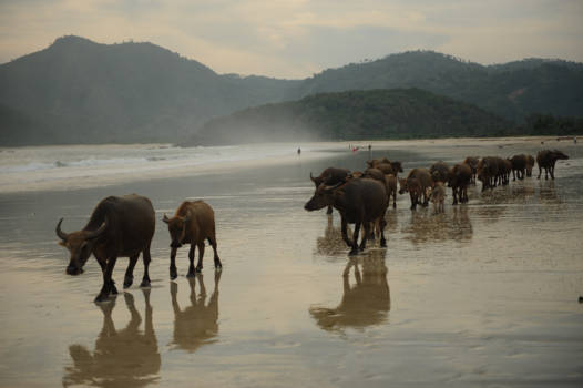 Lombok - Karbouwen op het strand van Sengol Belanak te Lombok.
