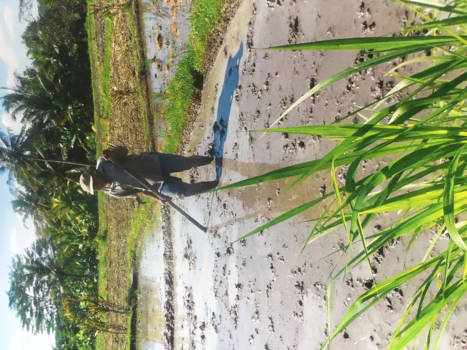 Ubud - Oude man 80 jaar op zijn rijstveld