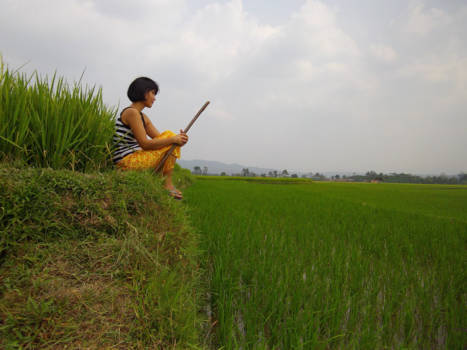 Java - Rijstvelden: iets banaal voor de inwoners, maar fascinerend voor mij