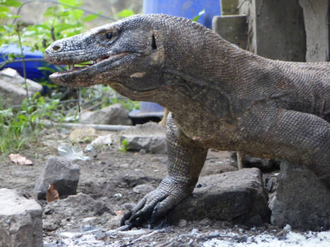 Komodo - Dangerous Dragons!