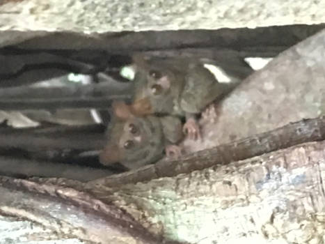Sulawesi - Tarsier aap in Tangkoko
