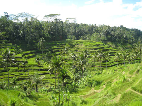 Ubud - Reistvelden omgeving Ubud