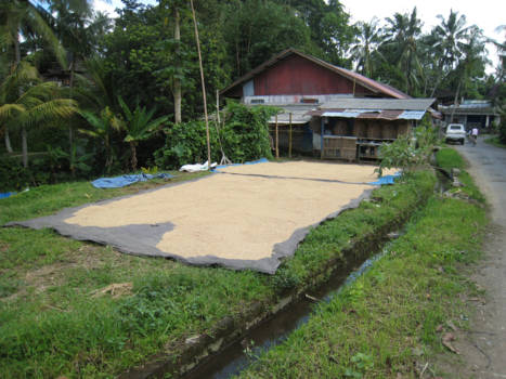 Bali - Drogen van rijst