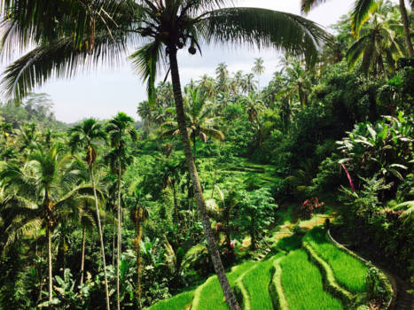 Bali - Rijstvelden