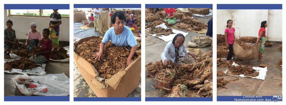 Jakarta - Tabaks fabriek in Bondowoso