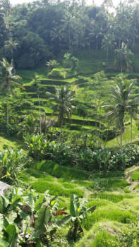 Sanur - bali dat is mijn  tuin