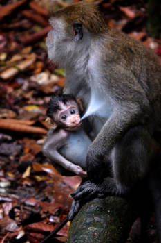 Sumatra - Thirsty Makake