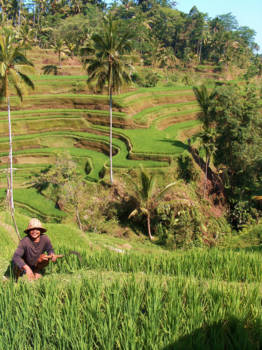 Bali - Tegalalang rijstvelden (de mooiste)