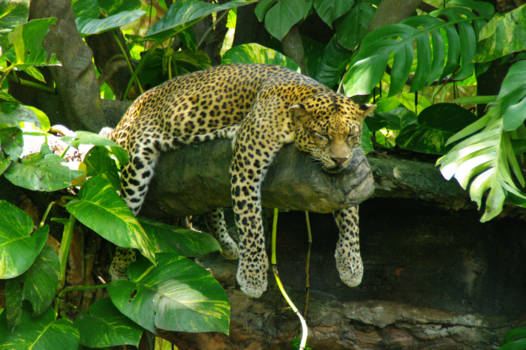 Denpasar - What a good live